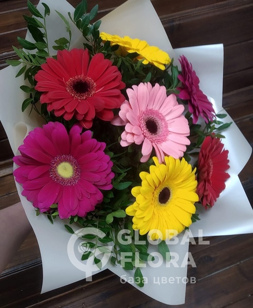 Gerbera